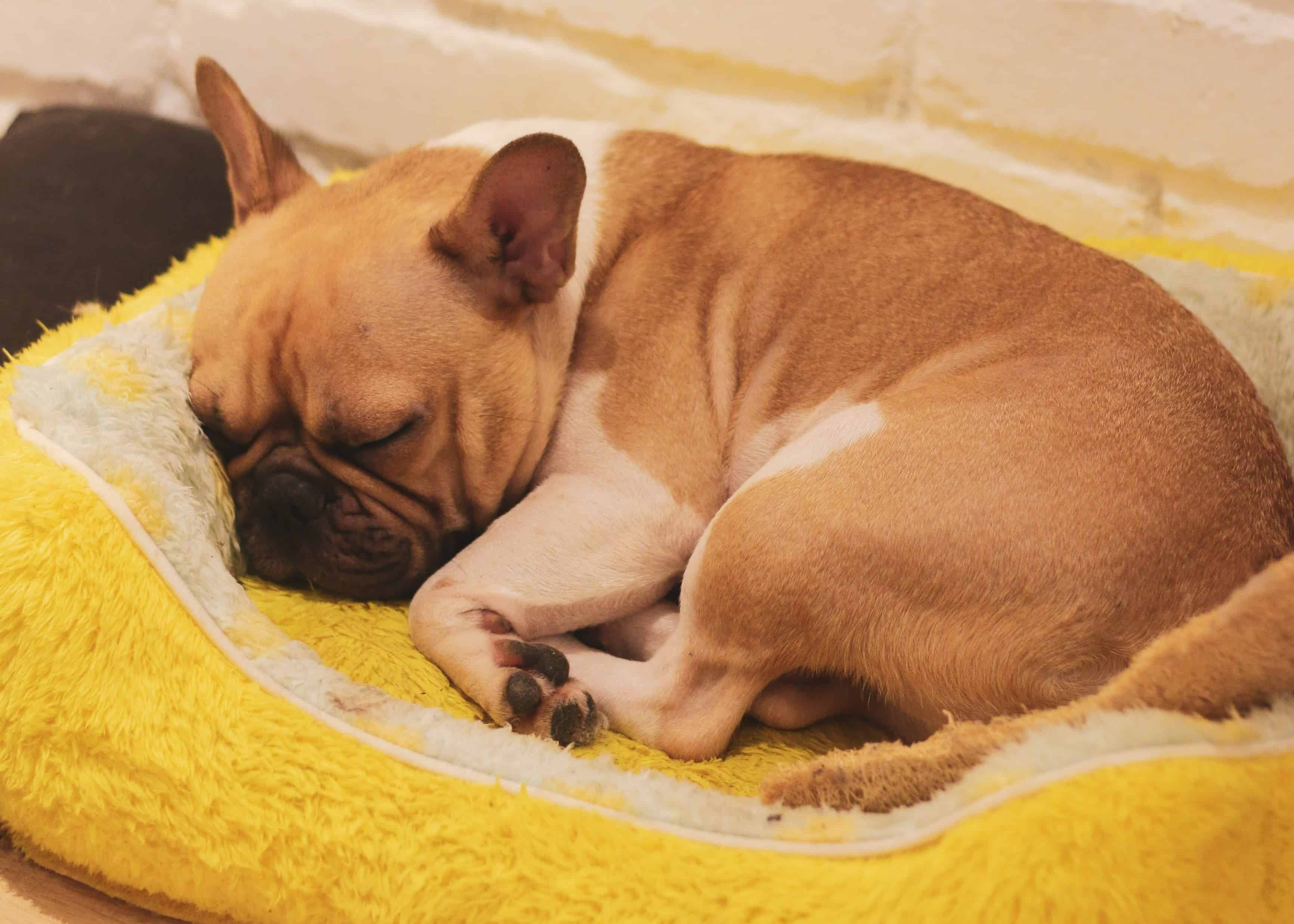 A white and chestnut colored french bulldog, peacefully sleeping in a yellow dog bed.