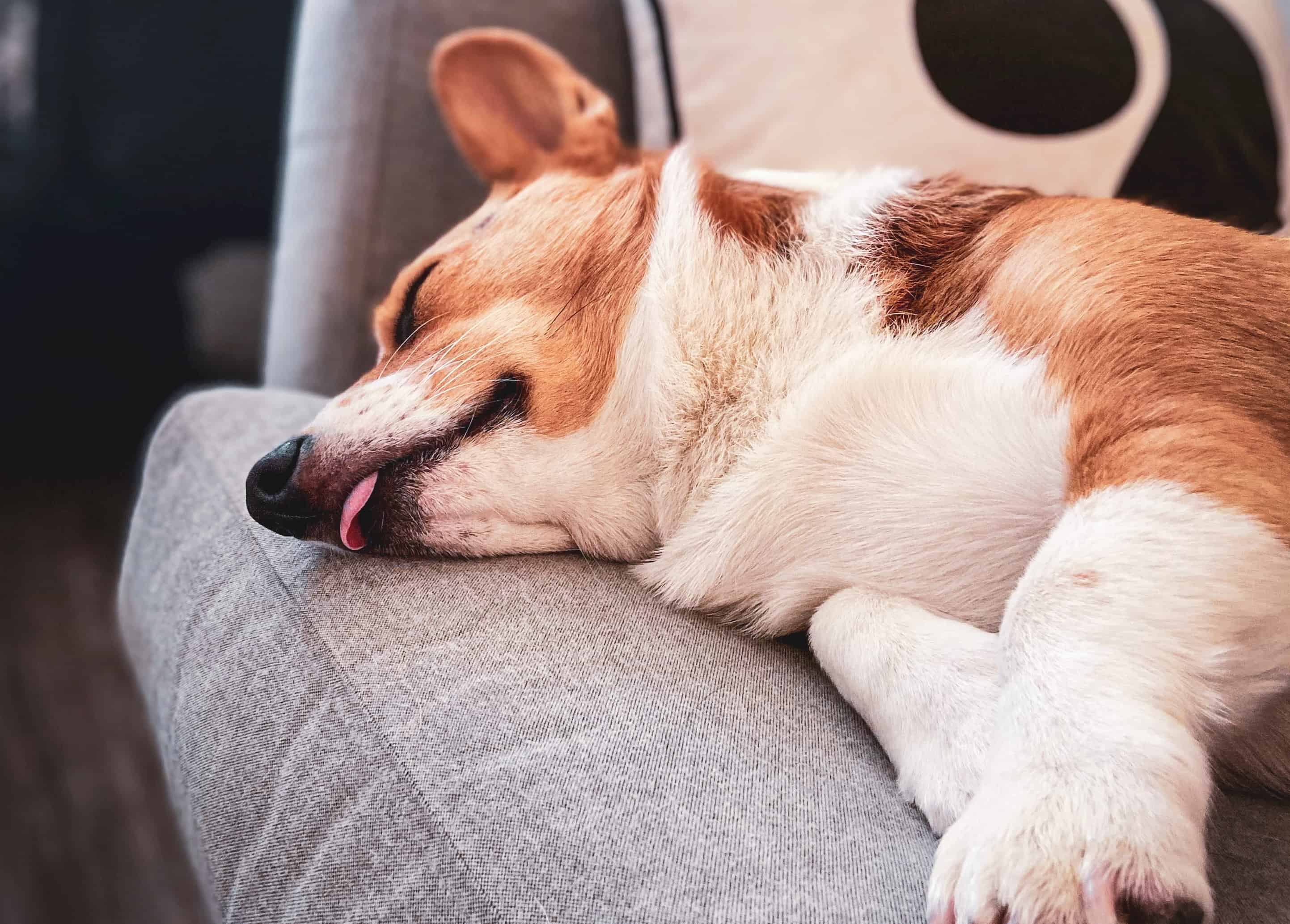 A white and gold pembroke welsh corgi blissfully sleeping on a couch with their tongue hanging out.